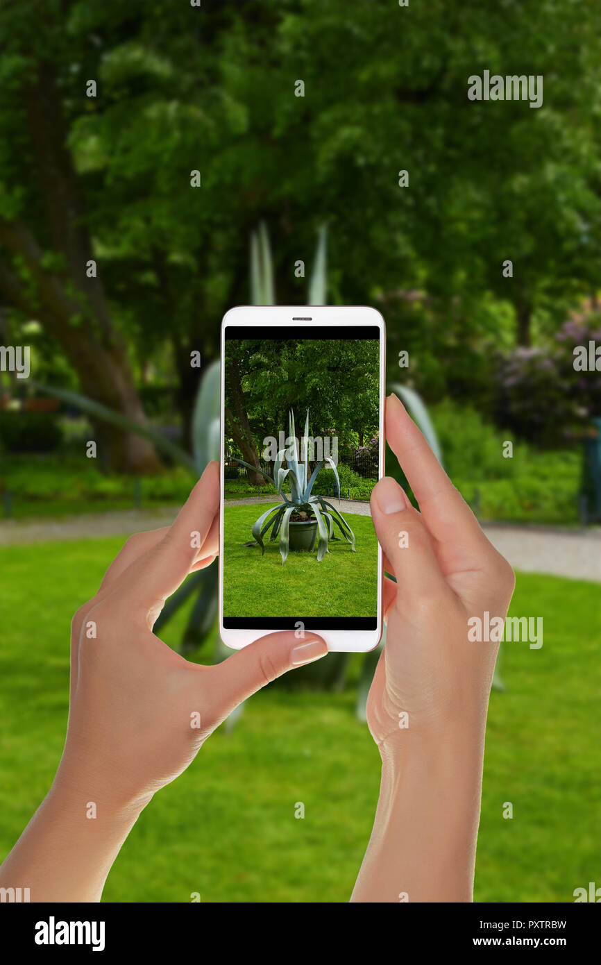 Un turista è di scattare una foto di un grosso aloe in Bernardino Park a Vilnius, in Lituania su un telefono cellulare Foto Stock