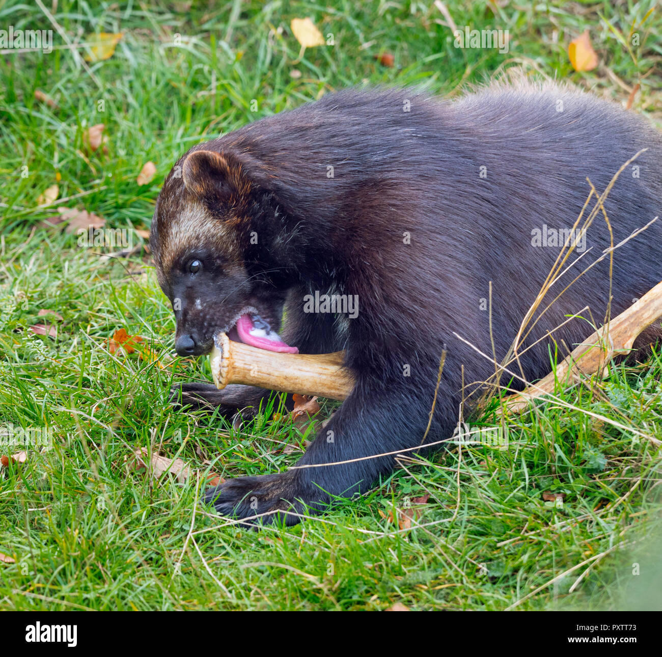 Wolverine Gulo gulo mangiare di corna di cervo Foto Stock