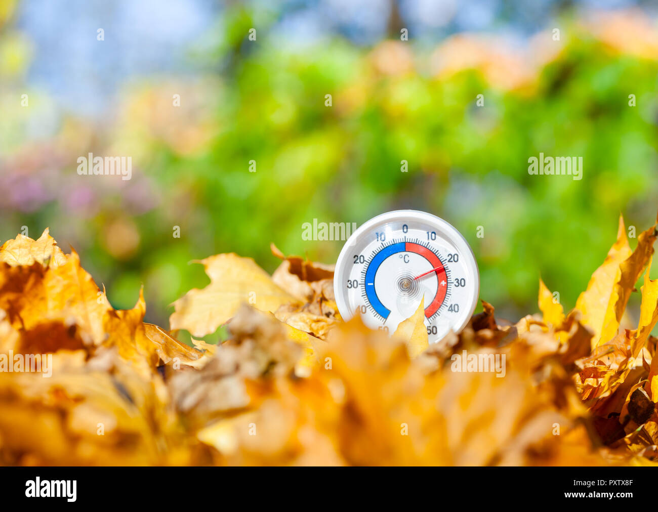 Termometro da esterno con scala Celsius in golden foglie di acero che mostra la temperatura calda - hot estate indiana o il riscaldamento globale concetto Foto Stock