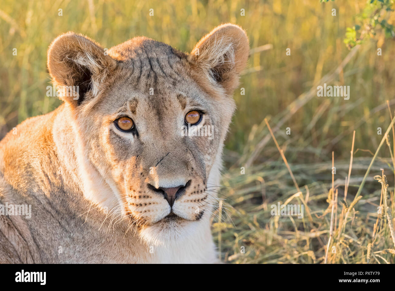 Il Botswana, Kgalagadi Parco transfrontaliero, Leonessa, Panthera leo Foto Stock