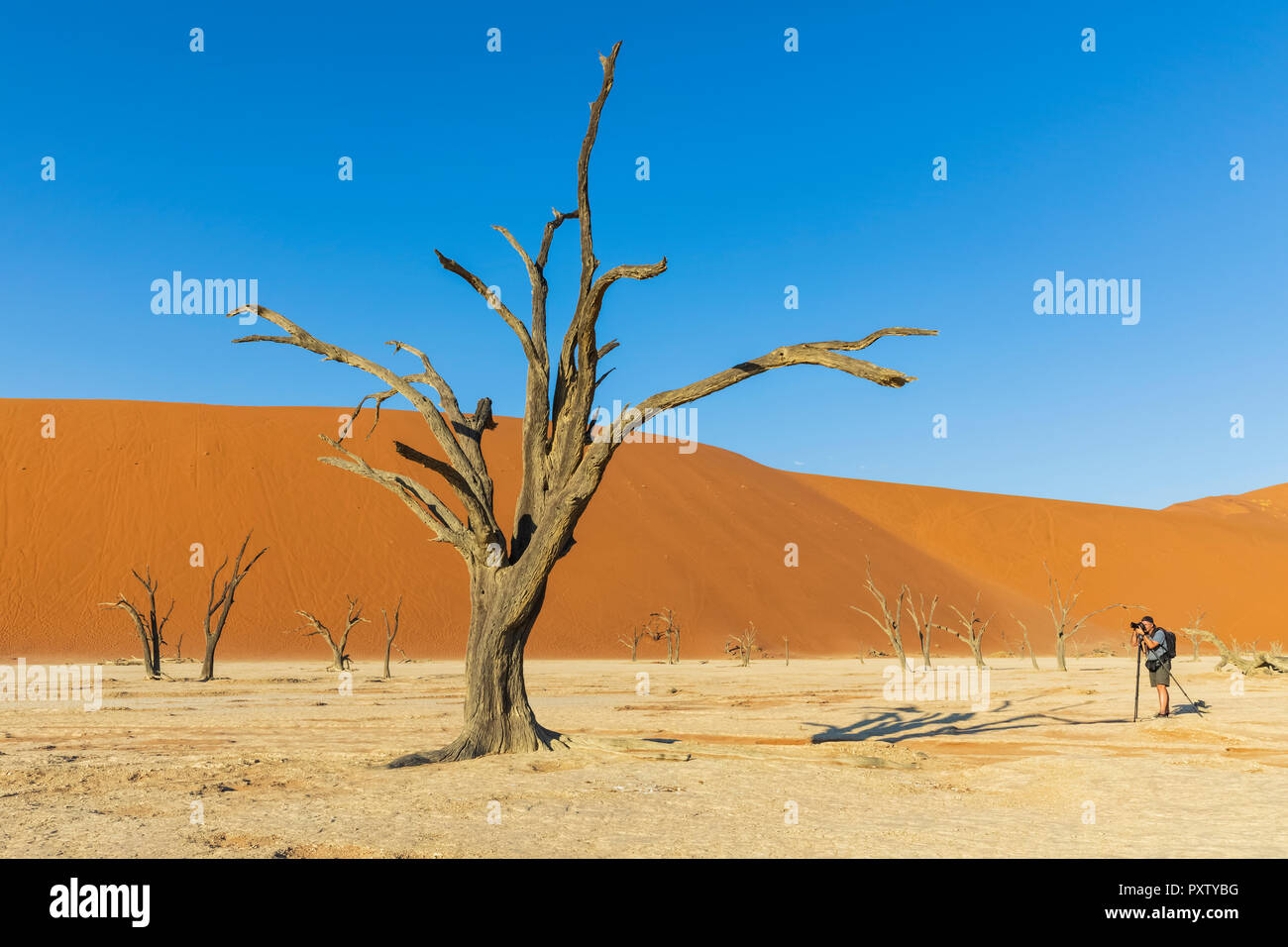 In Africa, la Namibia, il deserto del Namib Naukluft, parco nazionale, Foto Stock