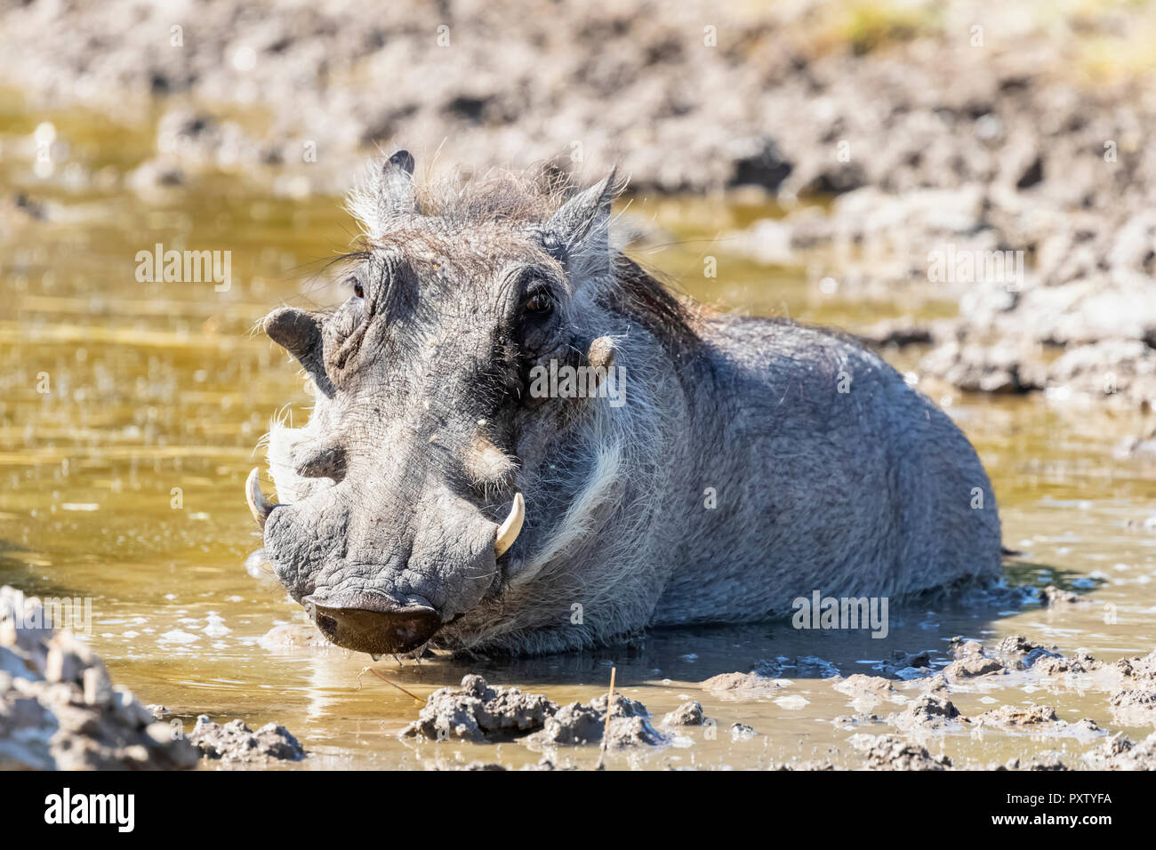 Il Botswana, il Kalahari, Central Kalahari Game Reserve, Warthog, Phacochoerus africanus Foto Stock