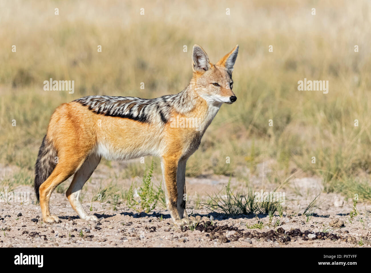 Il Botswana, Kgalagadi transfrontaliera Parco Nazionale, Mabuasehube Game Reserve, nero-backed jackal, Canis mesomelas Foto Stock