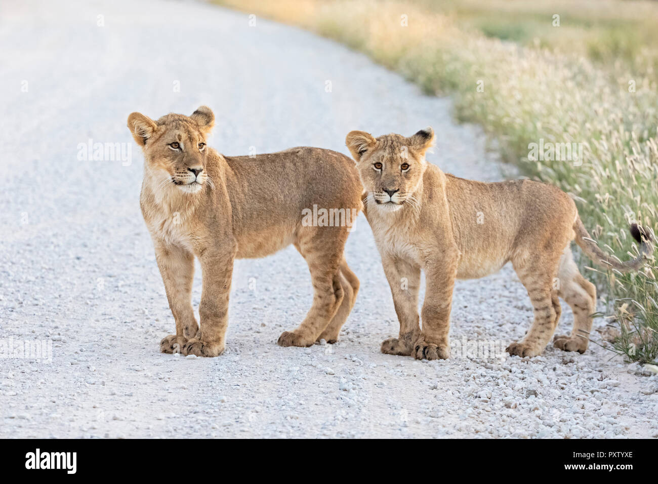 Il Botswana, Kgalagadi Parco transfrontaliero, giovani leoni, Panthera leo, permanente sulla strada di ghiaia Foto Stock