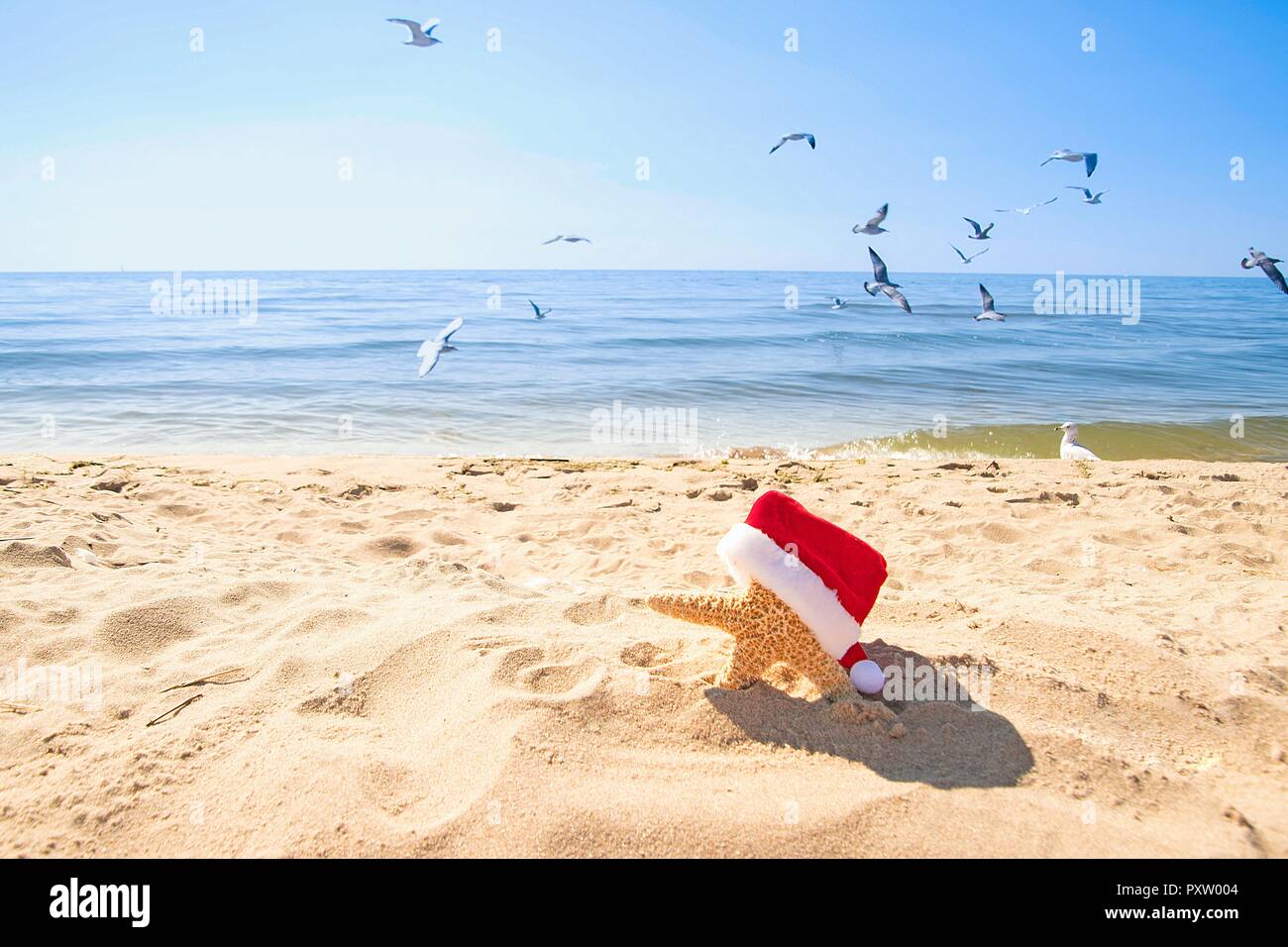 Starfish indossando il bianco e il rosso Santa hat sulla spiaggia con i gabbiani e acqua blu in background Foto Stock