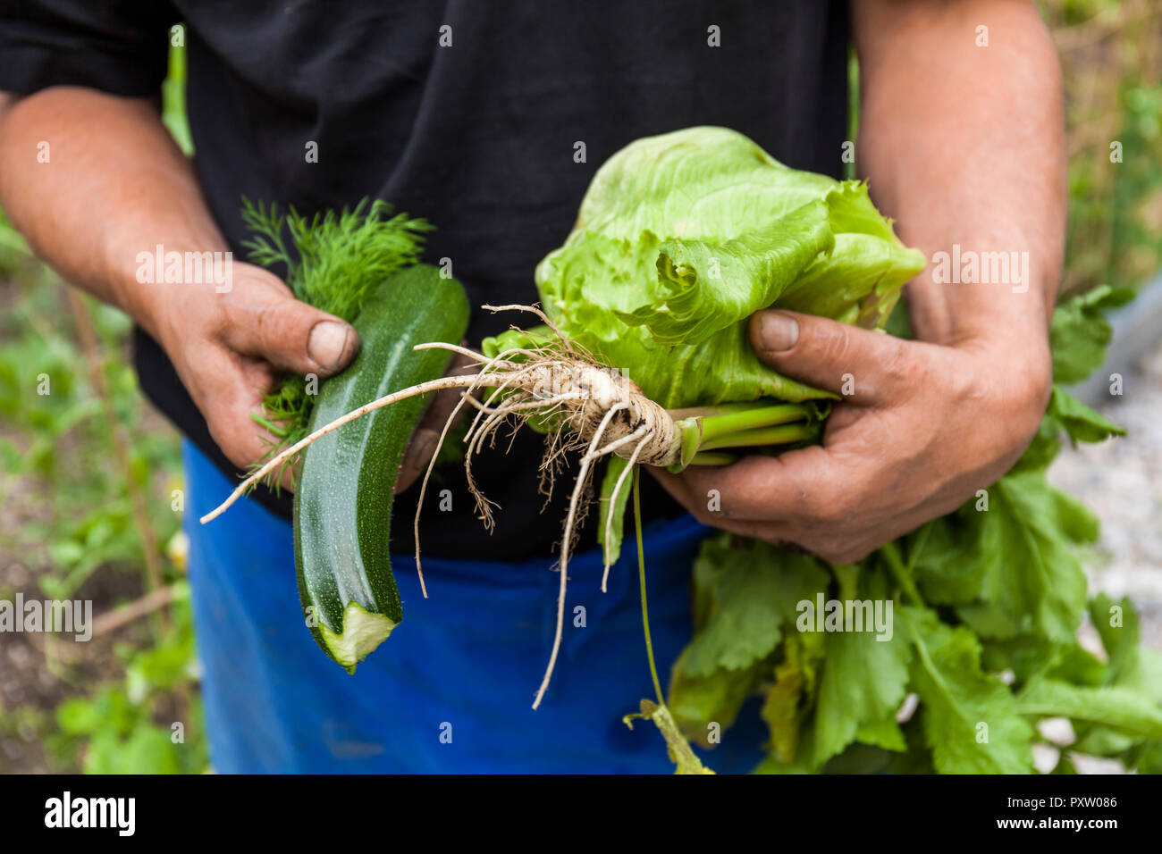 Close-up di uomo con verdure dell'orto Foto Stock