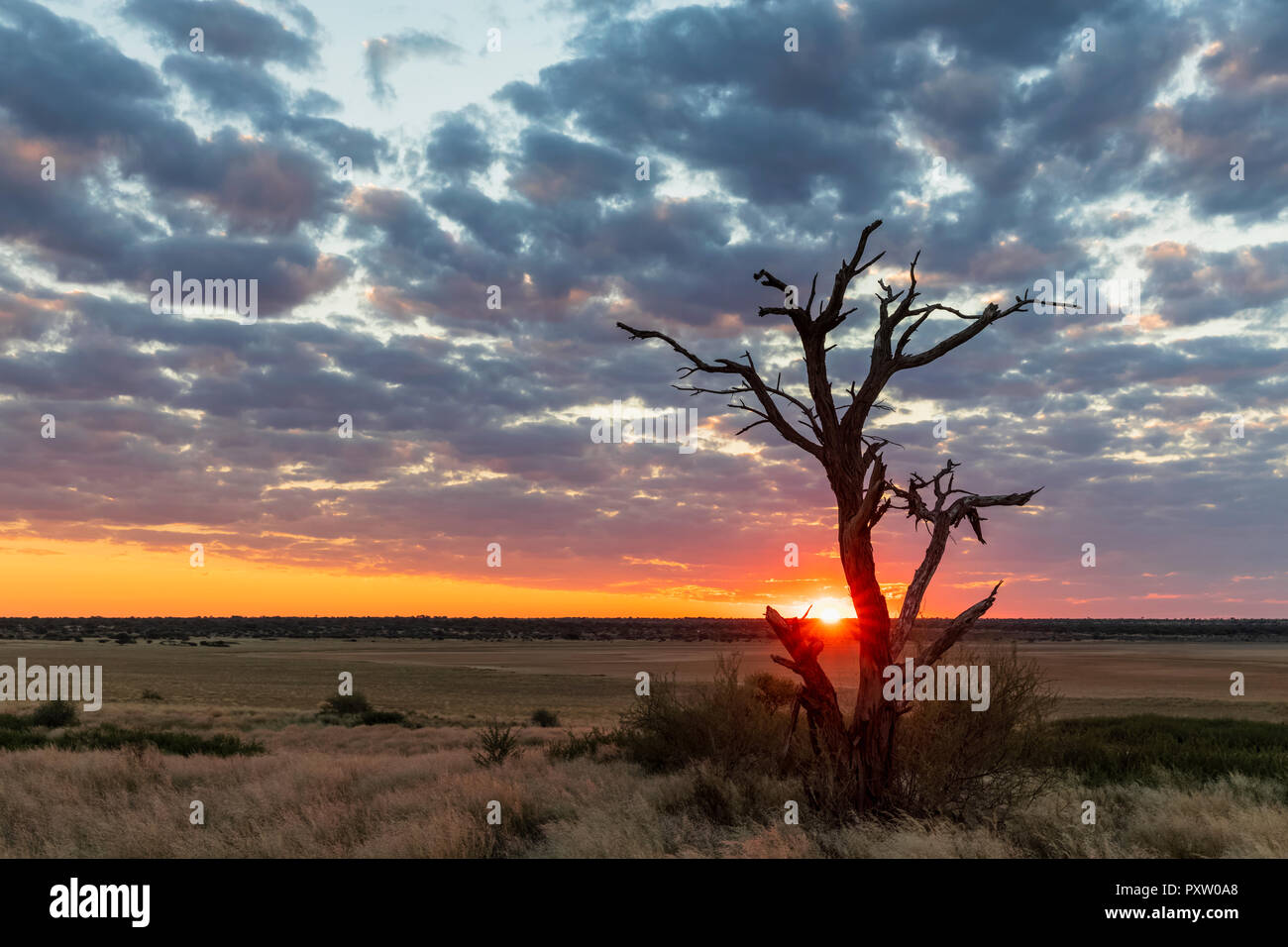 Africa, Botswana, Kgalagadi Parco transfrontaliero, Mabuasehube Game Reserve, Mabuasehube Pan al tramonto Foto Stock