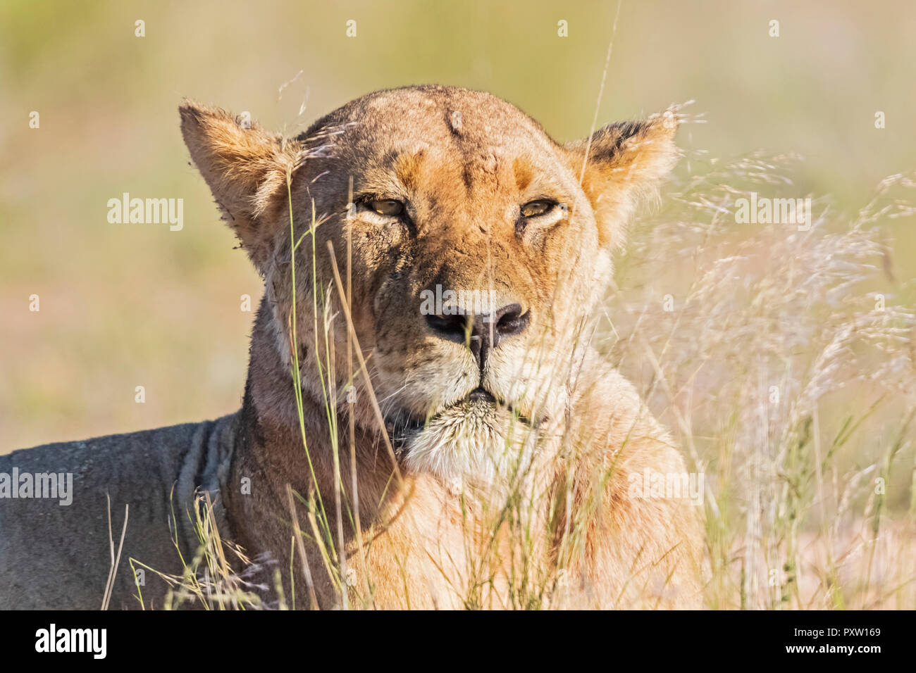 Il Botswana, Kgalagadi Parco transfrontaliero, ritratto di leonessa Foto Stock