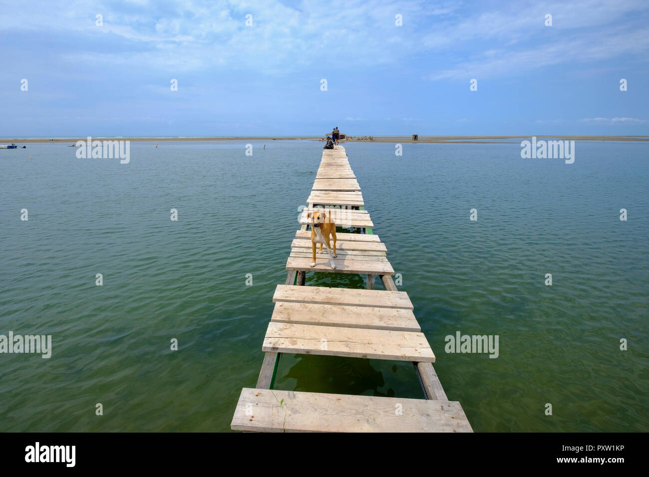Albania, Divjake-Karavasta National Park, la spiaggia di Divjaka, cane sul molo sulla laguna Foto Stock