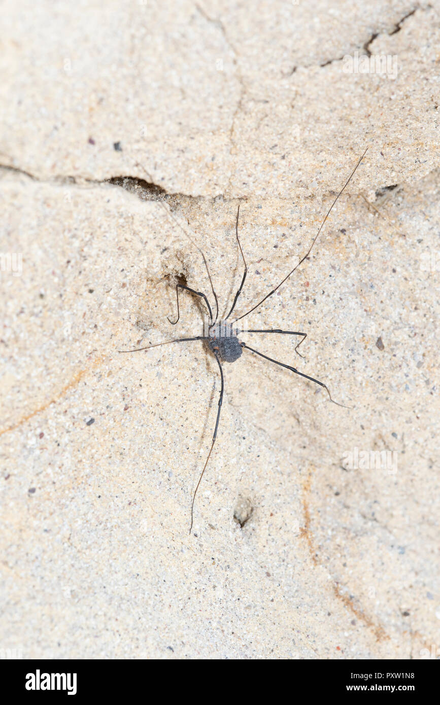 Daddy Long Legs Harvestmen Spider (Trachyrhinus favosus) su pietra arenaria sulle pianure orientali del Colorado Foto Stock