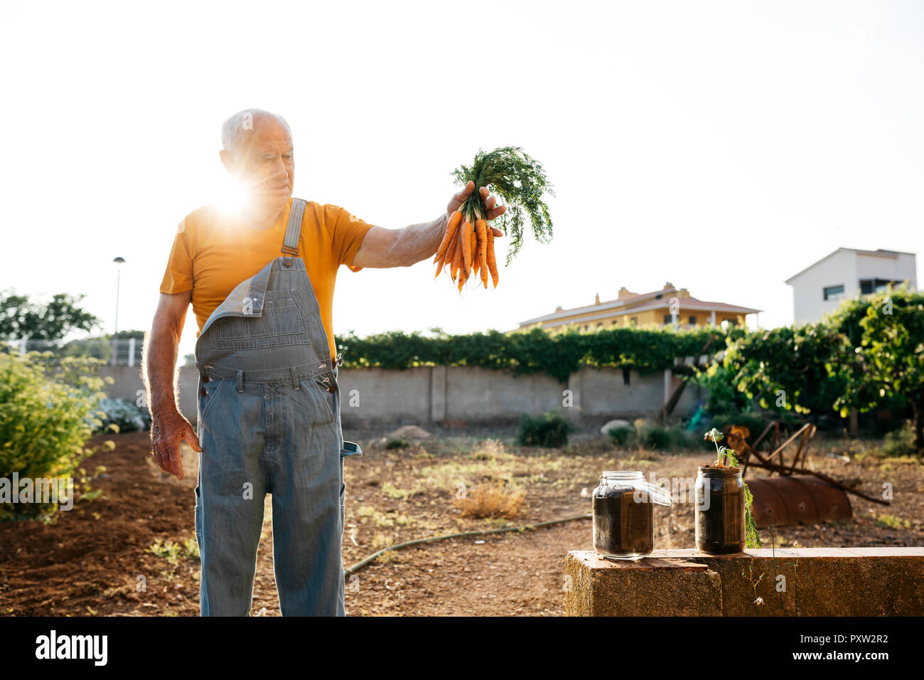 Senior uomo la raccolta di carote Foto Stock