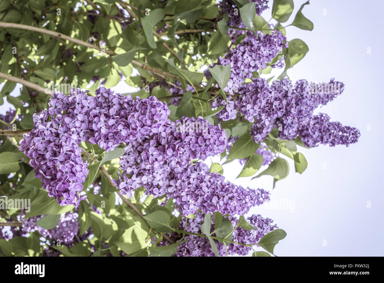 Blooming lilac bush Foto Stock