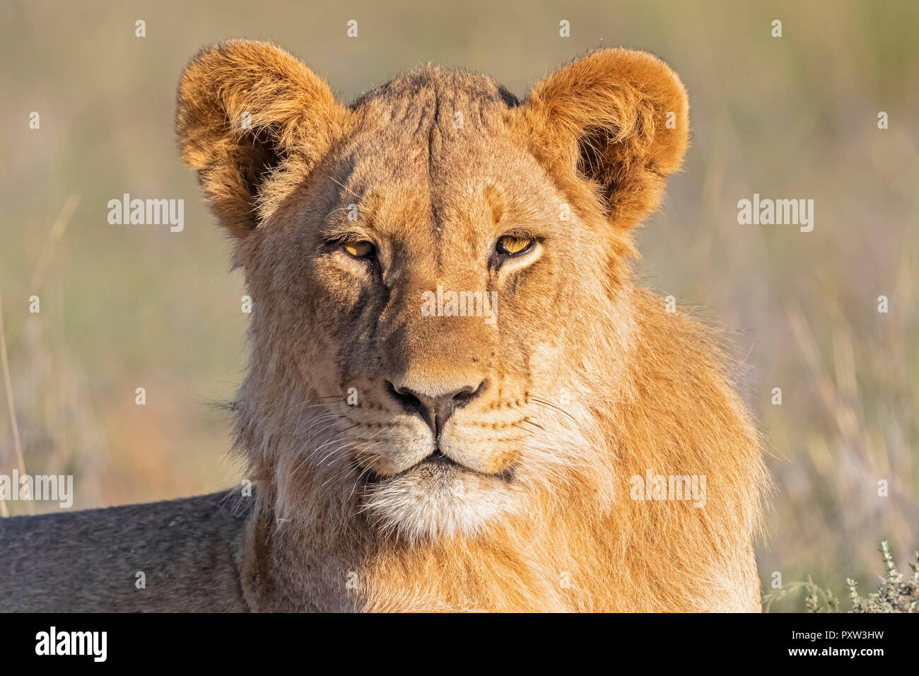 Il Botswana, Kgalagadi Parco transfrontaliero, Ritratto di giovane lion Foto Stock