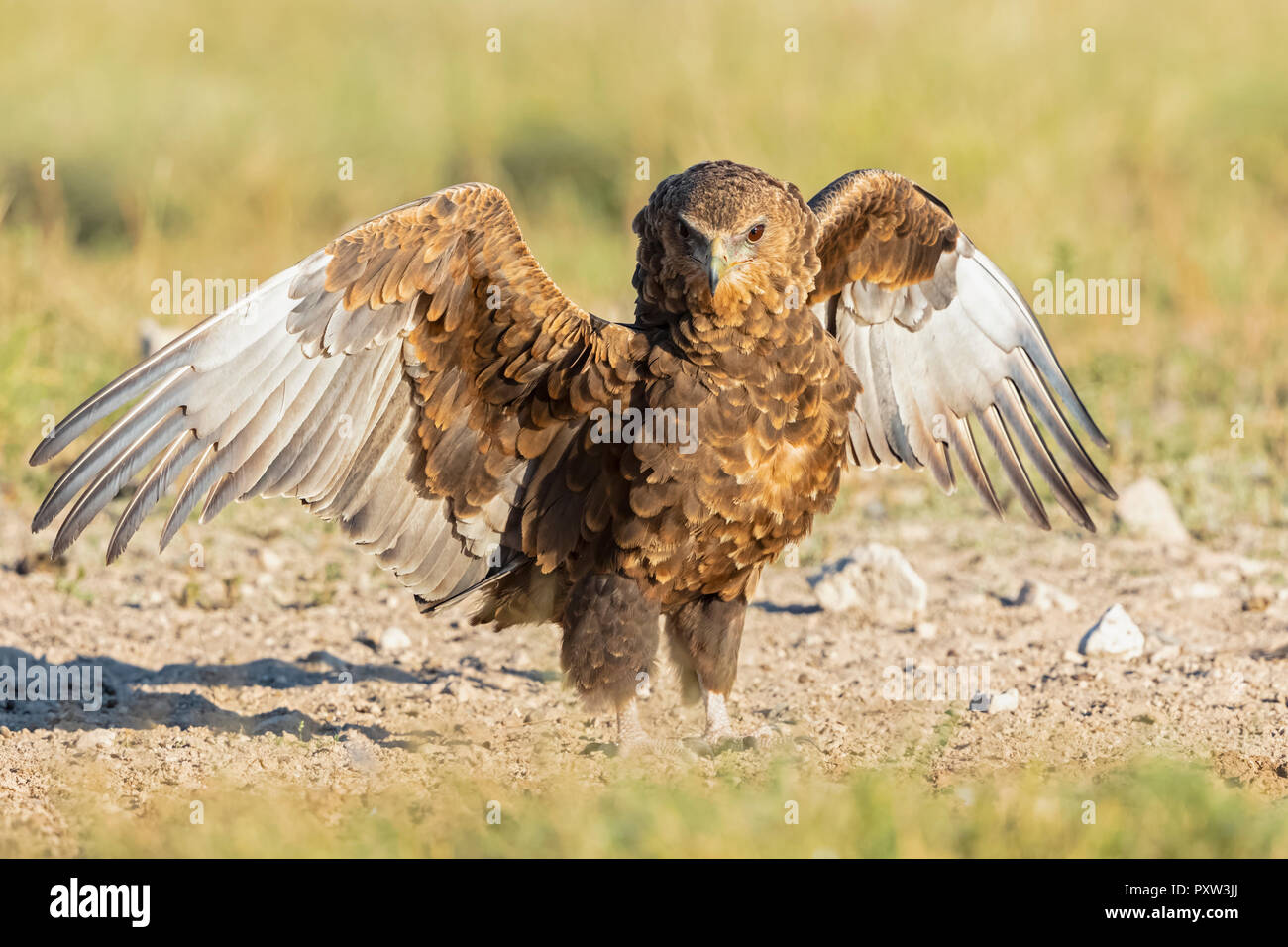 Il Botswana, Kgalagadi transfrontaliera Parco Nazionale, Mabuasehube Game Reserve, Bataleur eagle, giovane animale, Terathopius ecaudatus Foto Stock