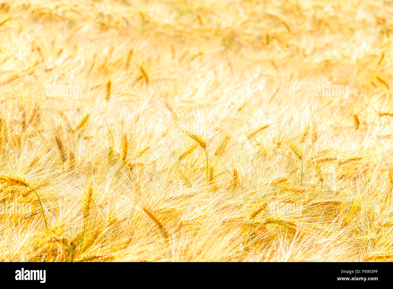 Regno Unito, Scozia, East Lothian, campo di orzo (Hordeum vulgare) Foto Stock