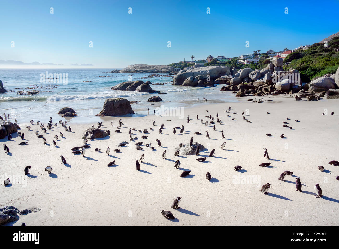 Africa, Città di Simon, il Boulders Beach, Brillenpinguin, colonia di black-footed pinguini, Spheniscus demersus Foto Stock