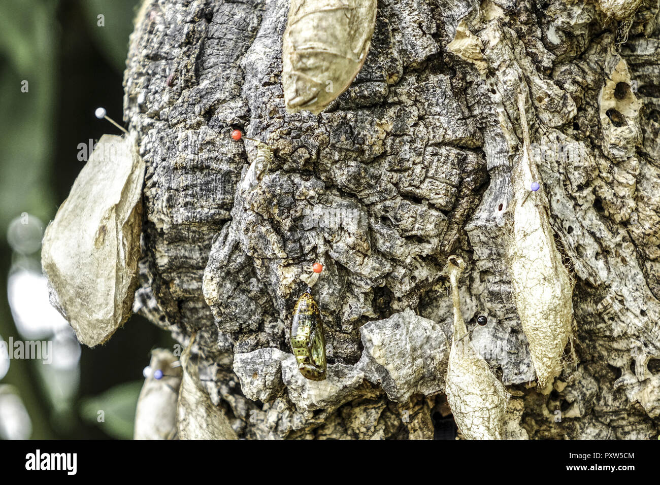 Puppen von Schmetterlingen un einem Baumstamm, pupe di farfalle su un tronco di albero, farfalla tropicale, farfalle, animali, insetti, colorata, Bot Foto Stock