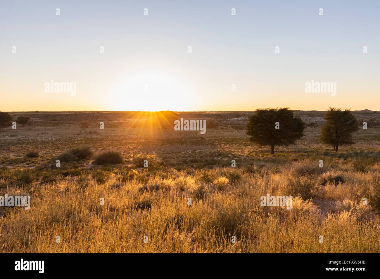 Il Botswana, Kgalagadi Parco transfrontaliero, il Kalahari, paesaggio di sunrise Foto Stock