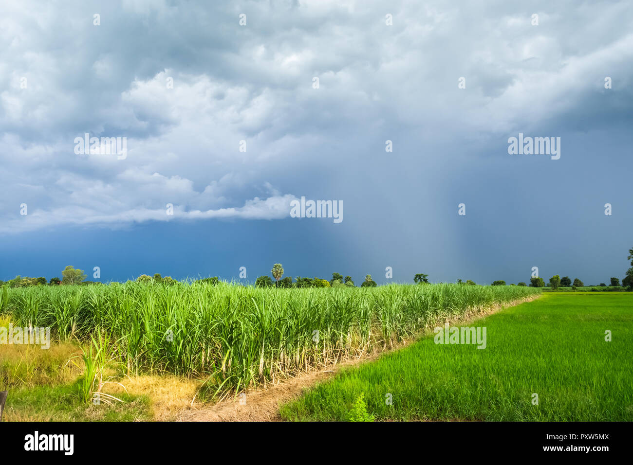 Campo di canna da zucchero con il verde campo di riso in una giornata nuvolosa Sukhothai Provincia, Thailandia Foto Stock