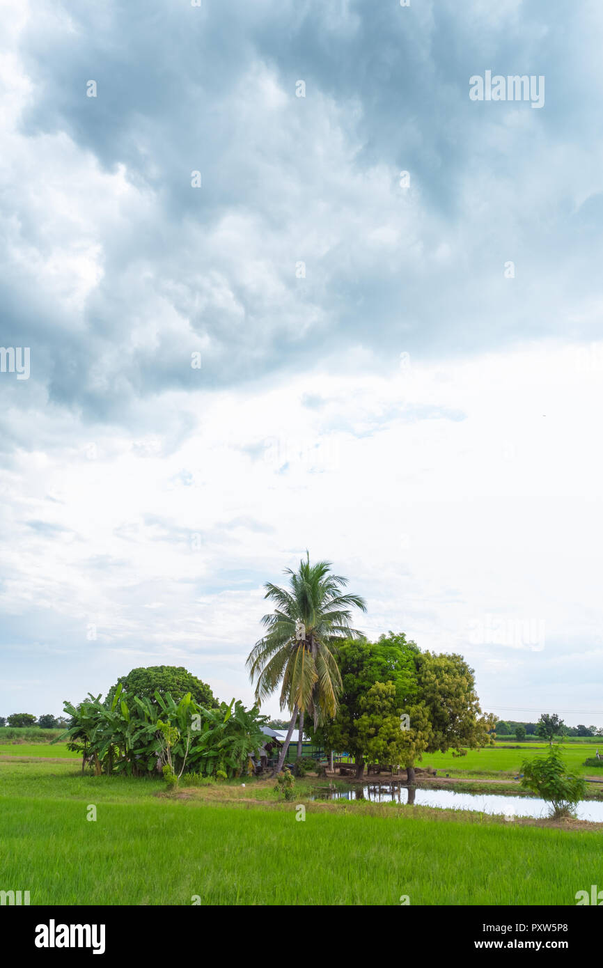 Verde campo di riso in una giornata nuvolosa Sukhothai Provincia, Thailandia Foto Stock