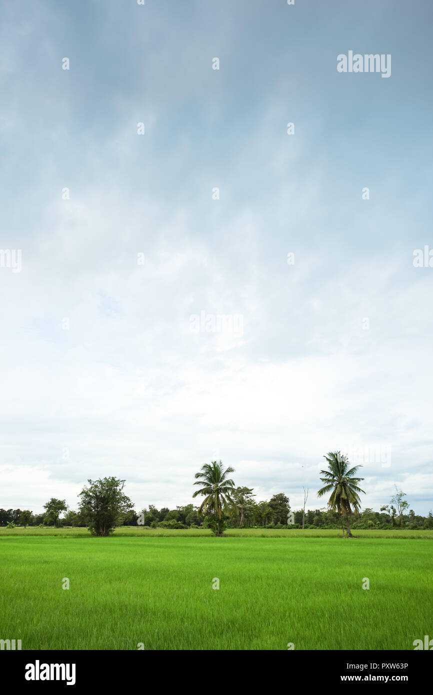 Verde campo di riso con il minimo di albero in una giornata nuvolosa Sukhothai Provincia, Thailandia Foto Stock
