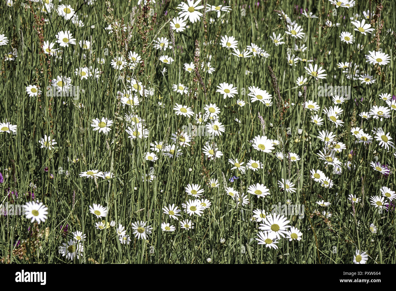 Wiese mit Magerwiesen-Margeriten (Leucanthemum vulgare), Auch Wiesen-Margerite oder Wiesen-Wucherblume, Deutschland, Europa Foto Stock