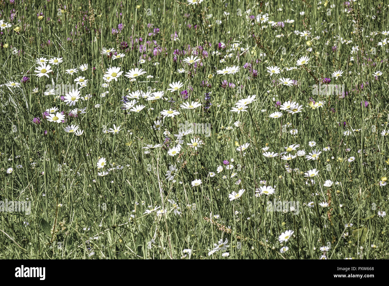 Wiese mit Magerwiesen-Margeriten (Leucanthemum vulgare), Auch Wiesen-Margerite oder Wiesen-Wucherblume, Deutschland, Europa Foto Stock