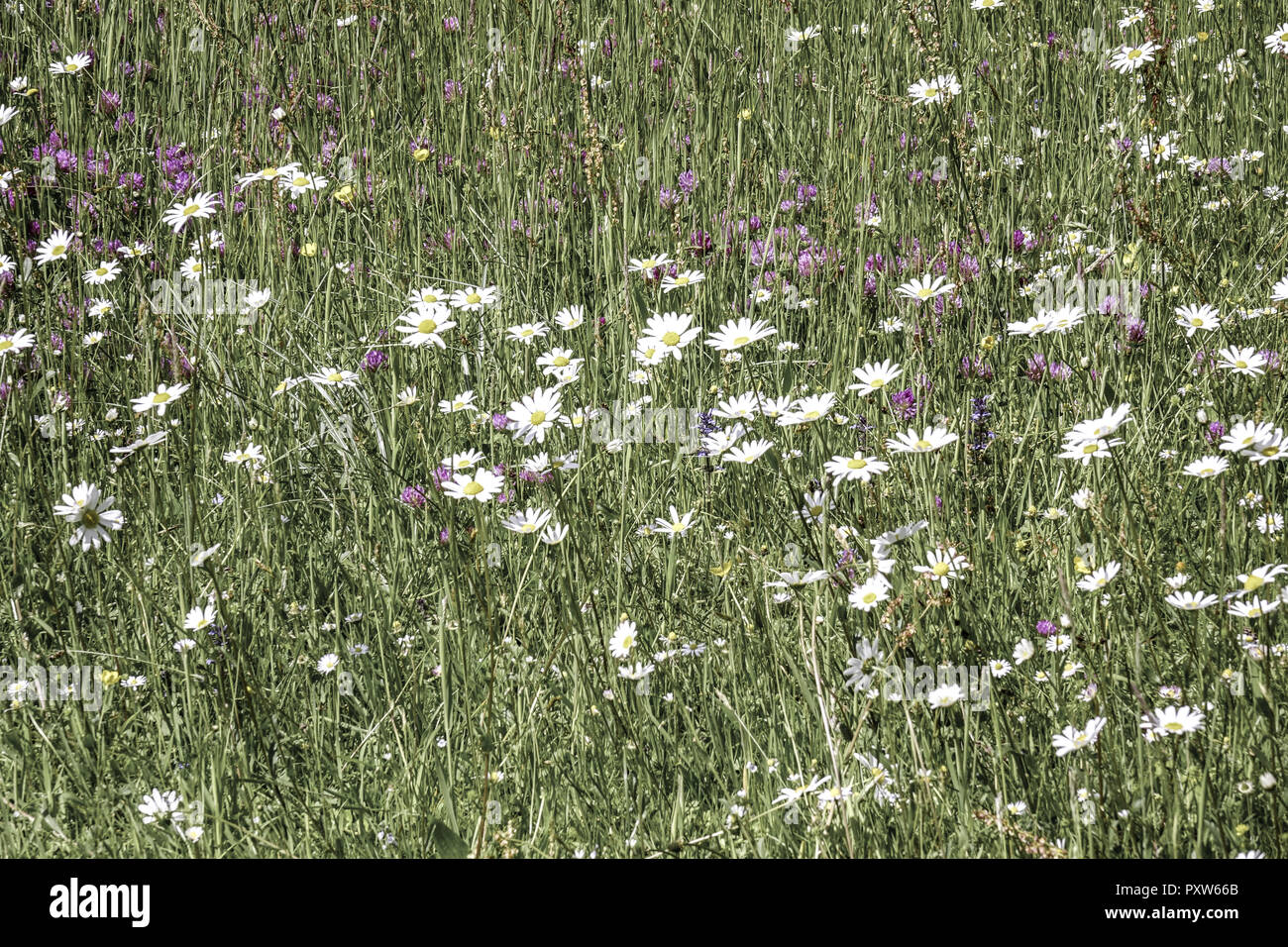 Wiese mit Magerwiesen-Margeriten (Leucanthemum vulgare), Auch Wiesen-Margerite oder Wiesen-Wucherblume, Deutschland, Europa Foto Stock