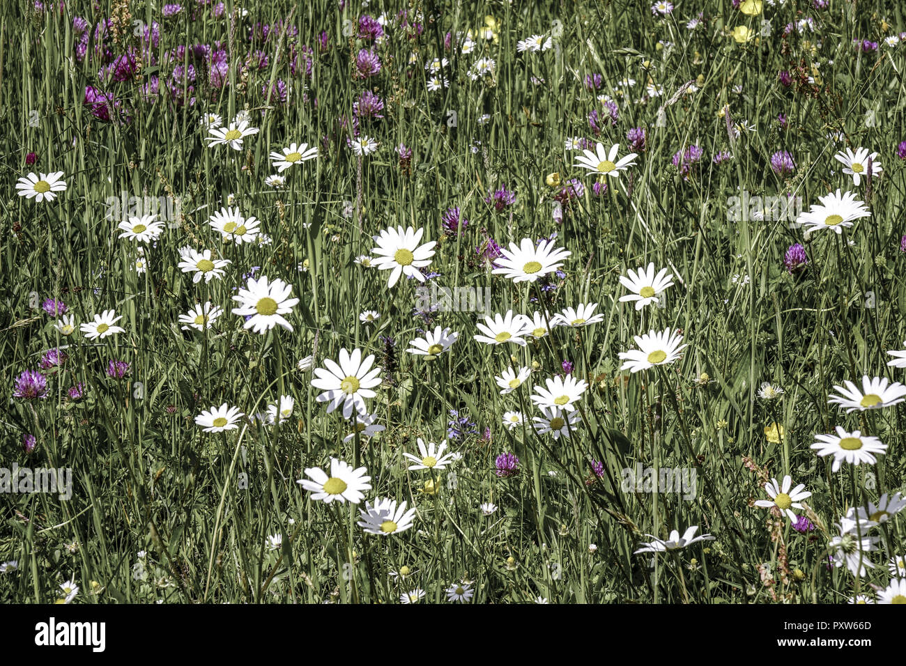 Wiese mit Magerwiesen-Margeriten (Leucanthemum vulgare), Auch Wiesen-Margerite oder Wiesen-Wucherblume, Deutschland, Europa Foto Stock