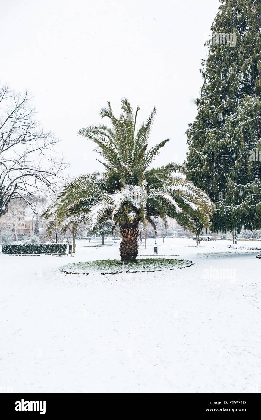 L'Italia, Firenze, coperta di neve di Palm Foto Stock