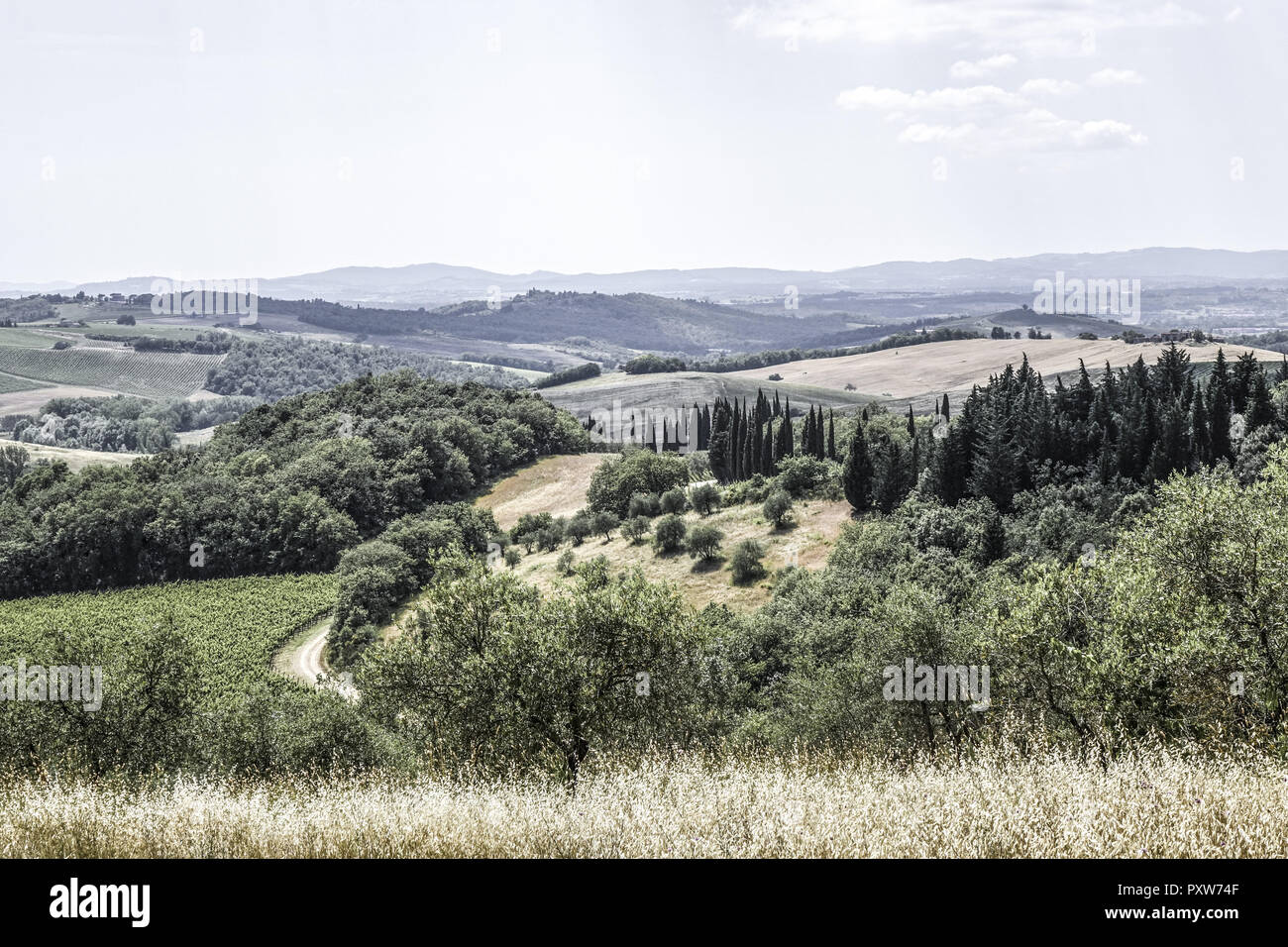 Typische Landschaft mit Weinbergen und Olivenbäumen in der Toskana, Italien, Europa (www.allover.cc/TPH) Foto Stock