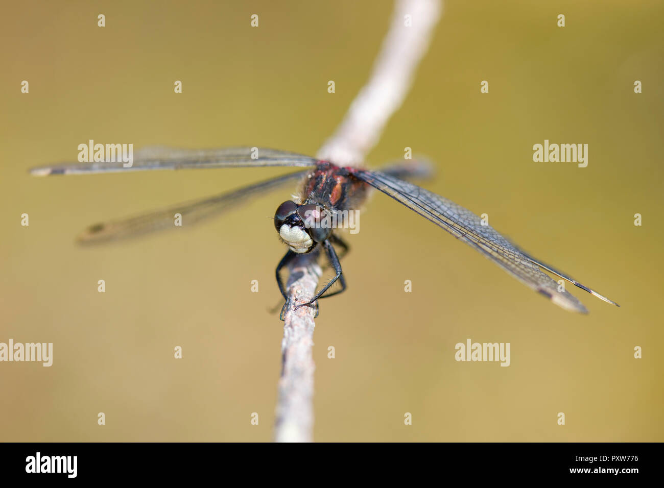 Di fronte bianco-darter sul ramoscello Foto Stock