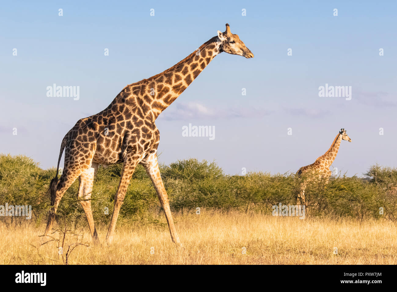 Il Botswana, il Kalahari, Central Kalahari Game Reserve, giraffe passeggiate, Giraffa camelopardalis Foto Stock