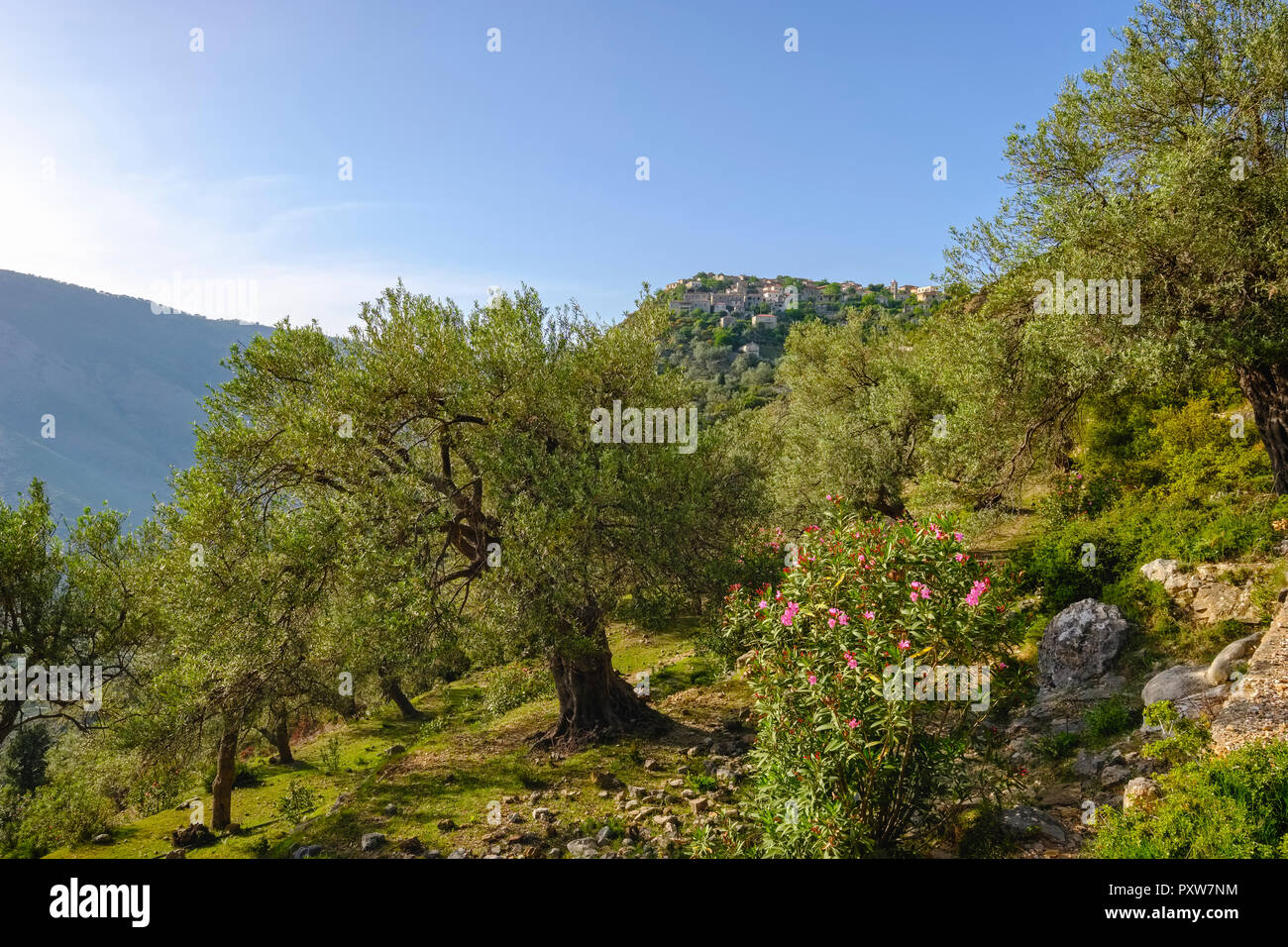 L'Albania, la contea di Valona, Oliveto vicino a Himara, villaggio di montagna Qeparo Foto Stock