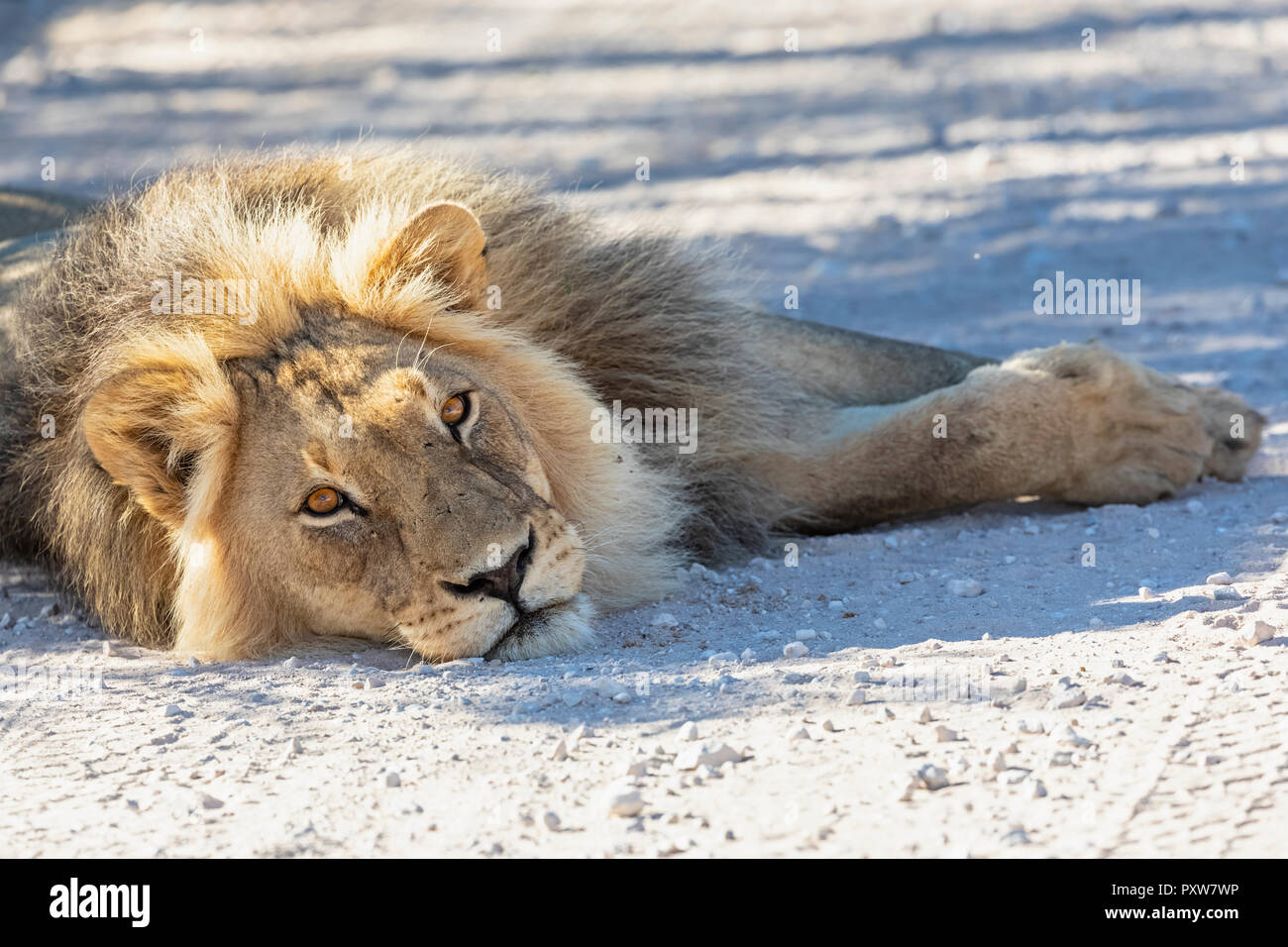 Il Botswana, Kgalagadi Parco transfrontaliero, lion Panthera leo, maschio, giacente sulla strada di ghiaia Foto Stock
