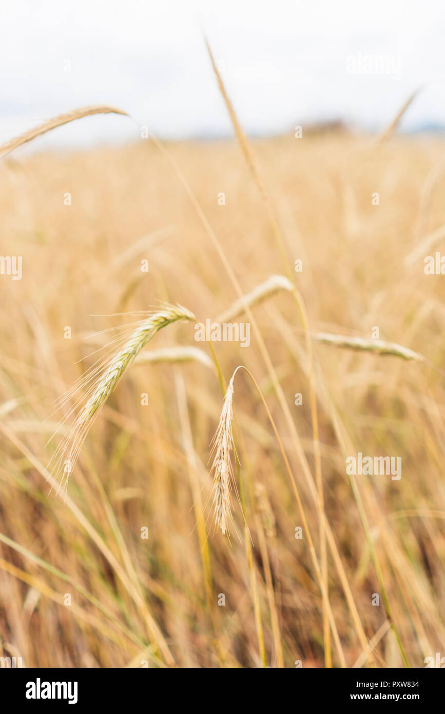 La Cina, nella provincia dello Yunnan, Dongchuan, terra rossa, mature spighe di grano Foto Stock