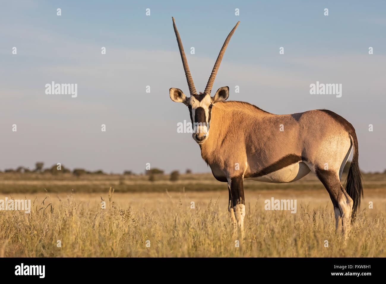 Il Botswana, Kgalagadi transfrontaliera Parco Nazionale, Mabuasehube Game Reserve, gemsbok cercando, Oryx gazella Foto Stock