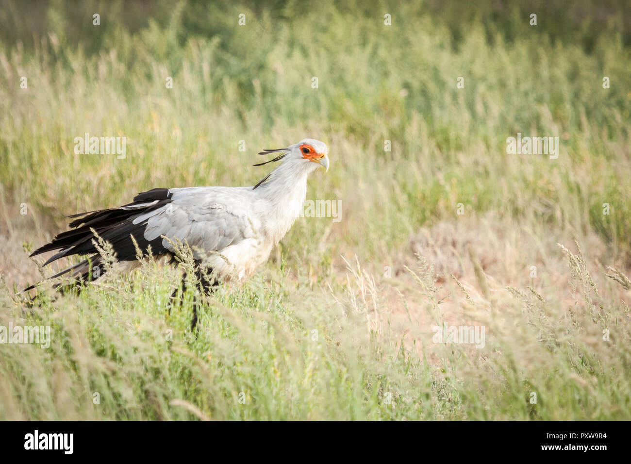 Per adulti di corporatura robusta segretario caccia agli uccelli di preda a lungo erba alta. Foto Stock Per adulti di corporatura robusta segretario caccia agli uccelli di preda a lungo erba alta. Foto Stock