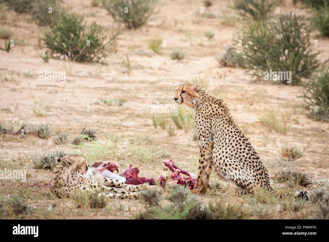 Cheetah con la pancia piena mantenendo la protezione sopra la loro recente kill. Foto Stock