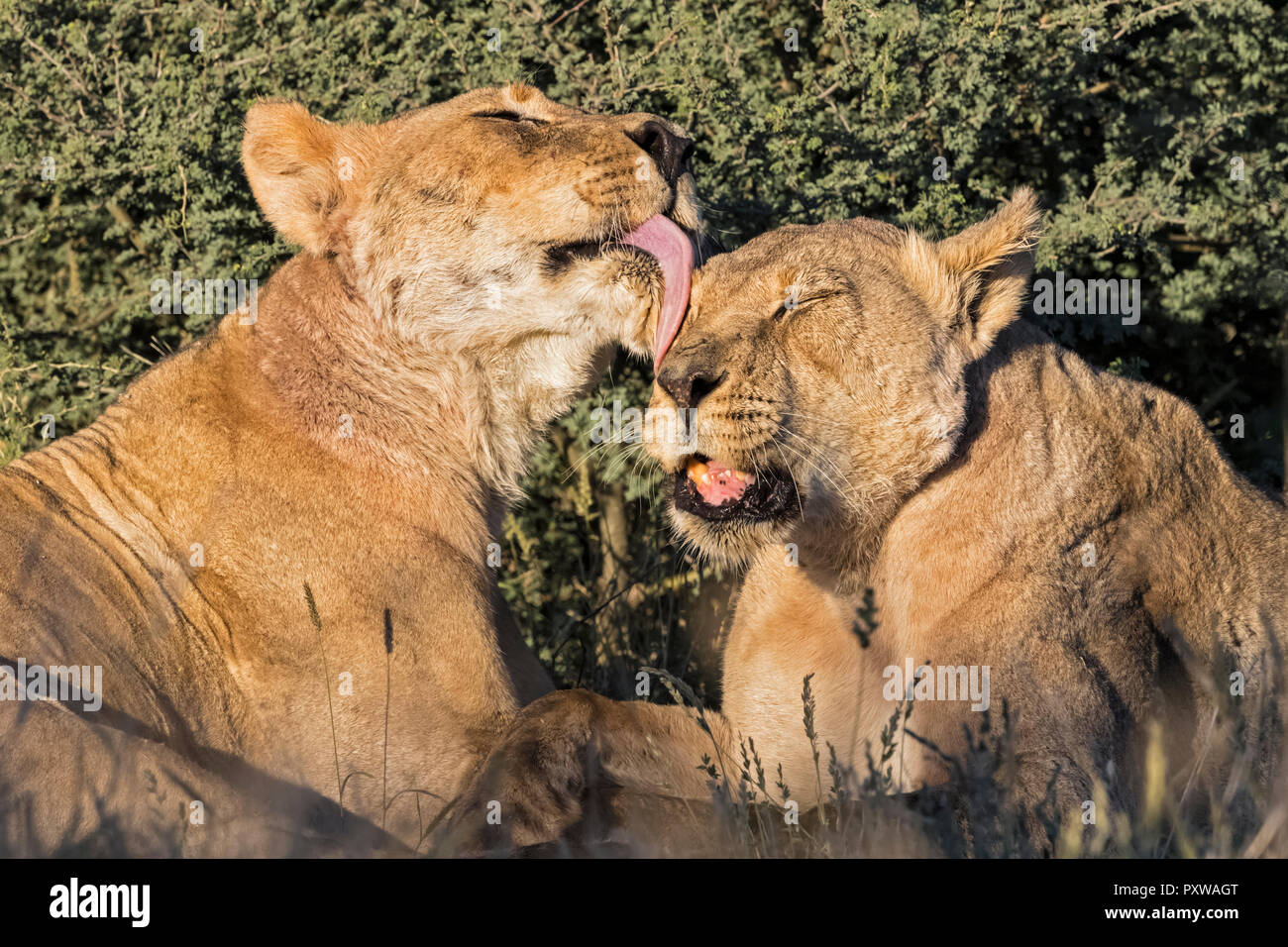 Il Botswana, Kgalagadi Parco transfrontaliero, toelettatura leonessa Foto Stock