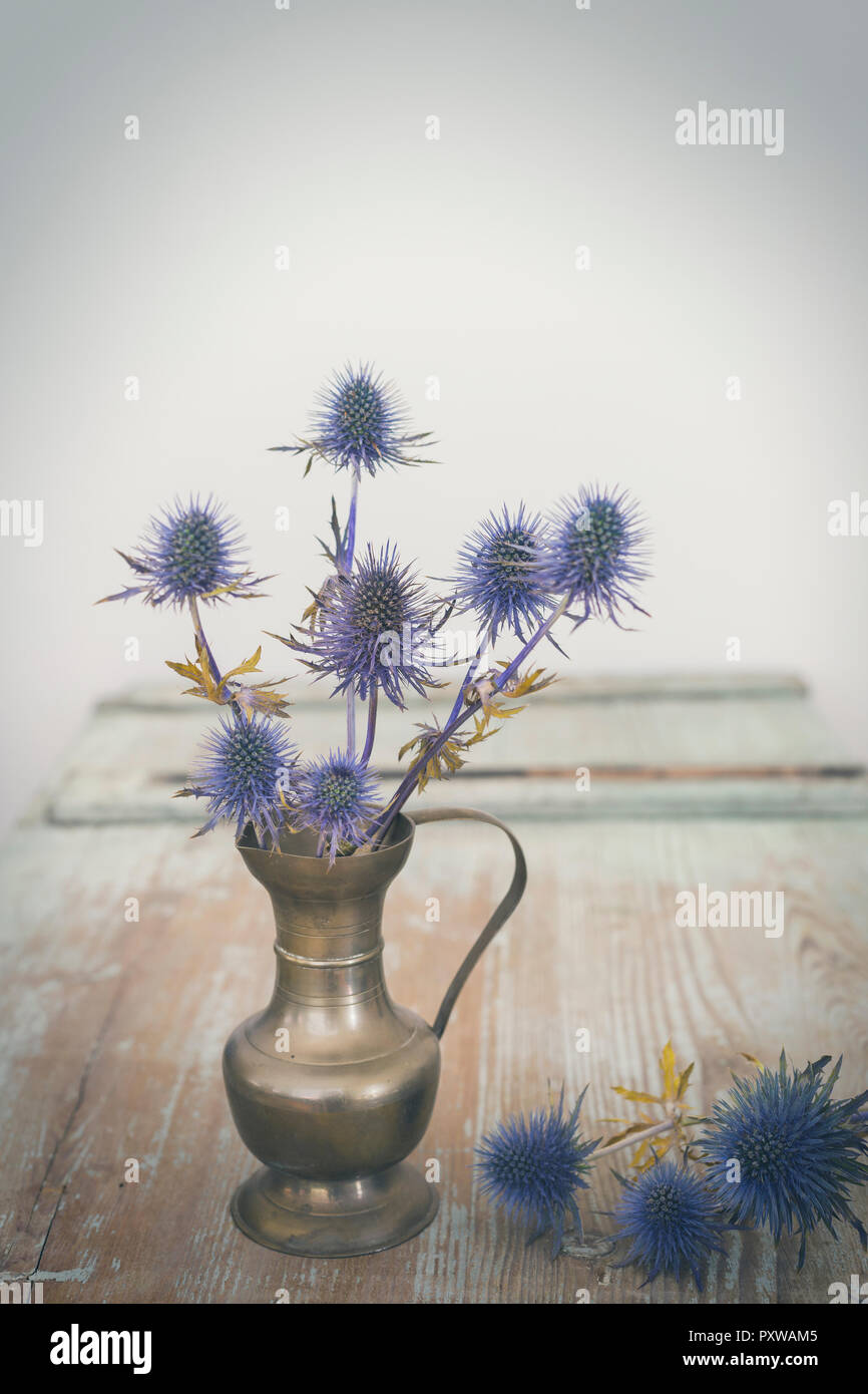 Il Cardo blu in un vaso Foto Stock