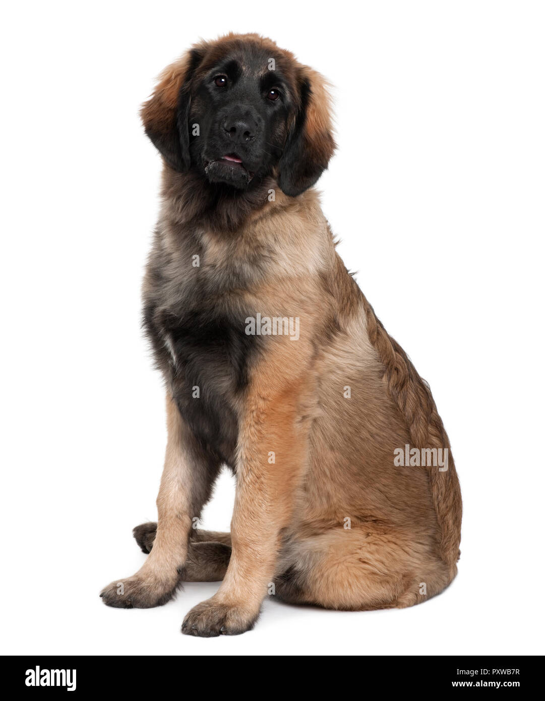 Leonberger cucciolo, 6 mesi di età, seduto di fronte a uno sfondo bianco Foto Stock