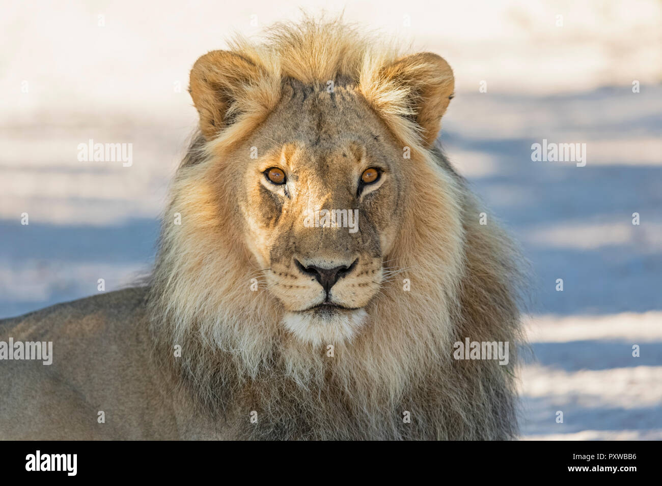 Il Botswana, Kgalagadi Parco transfrontaliero, lion Panthera leo, maschio Foto Stock