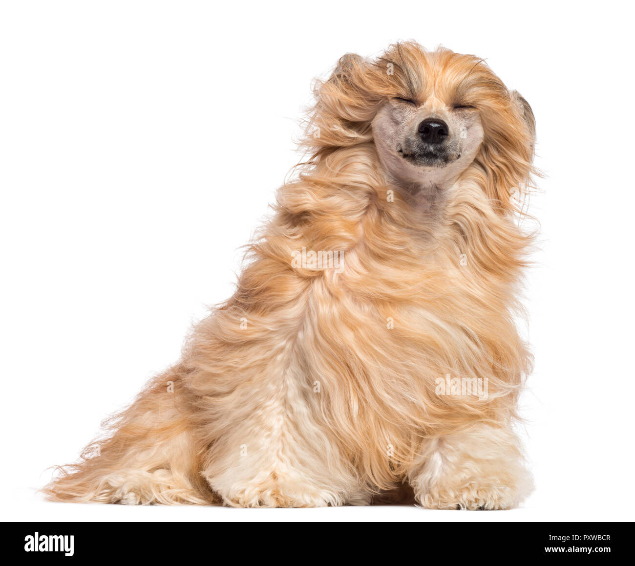 Chinese Crested dog sitter con i suoi occhi chiusi nel vento contro uno sfondo bianco Foto Stock