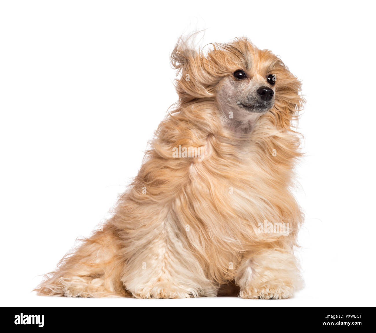 Chinese Crested dog sitter nel vento contro uno sfondo bianco Foto Stock