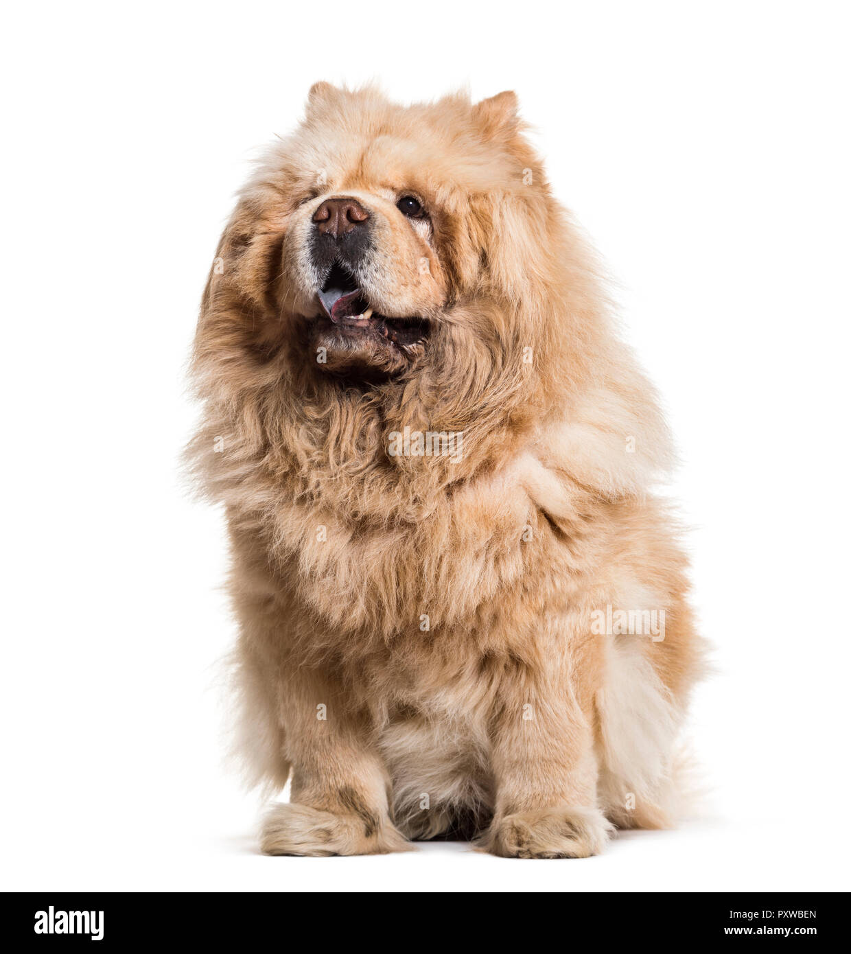Chow Chow cane, 8 anni, seduti contro uno sfondo bianco Foto Stock