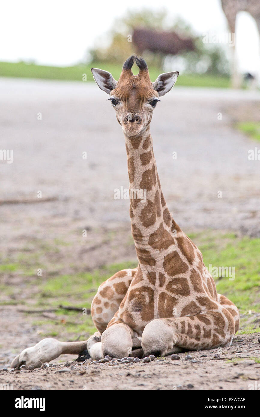 Un bambino giraffa Rothschild che è nato il 3 ottobre a West Midland Safari e Leisure Park, Bewdley in Worcestershire. Foto Stock