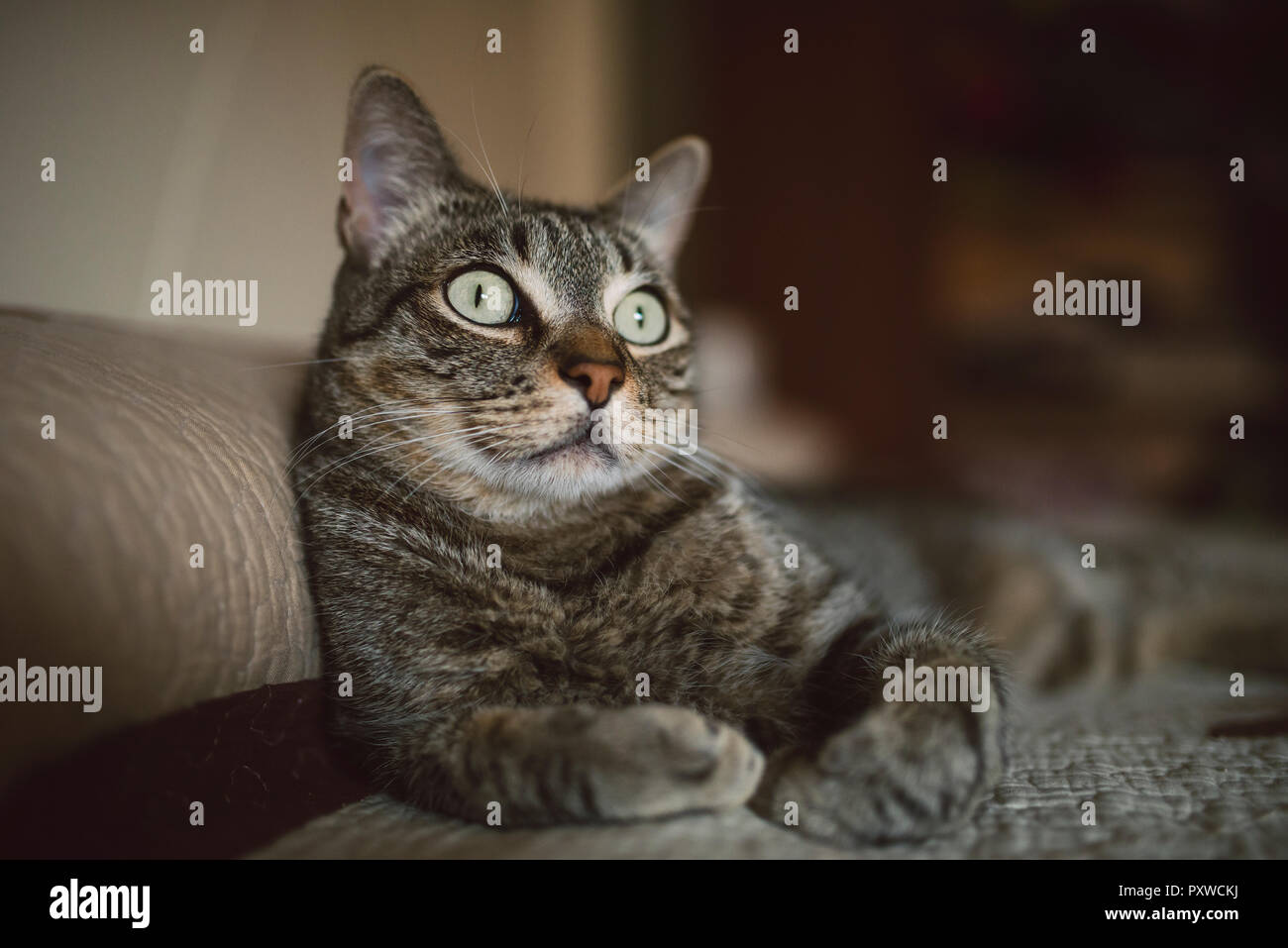 Ritratto di tabby cat Foto Stock