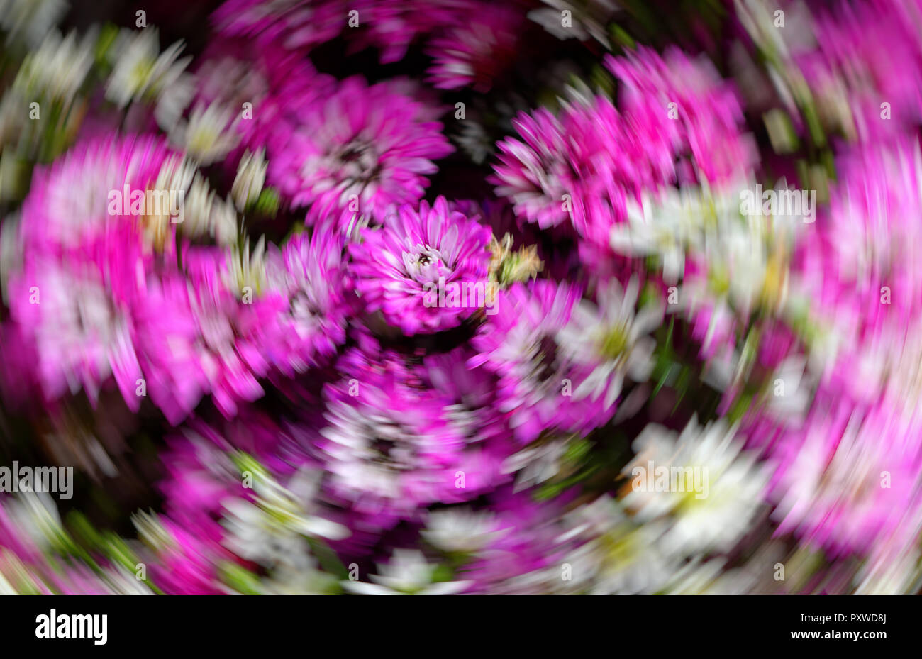 Bellissimi fiori che sbocciano in sfocato movimento circolare, il mondo sta cambiando velocemente concept Foto Stock