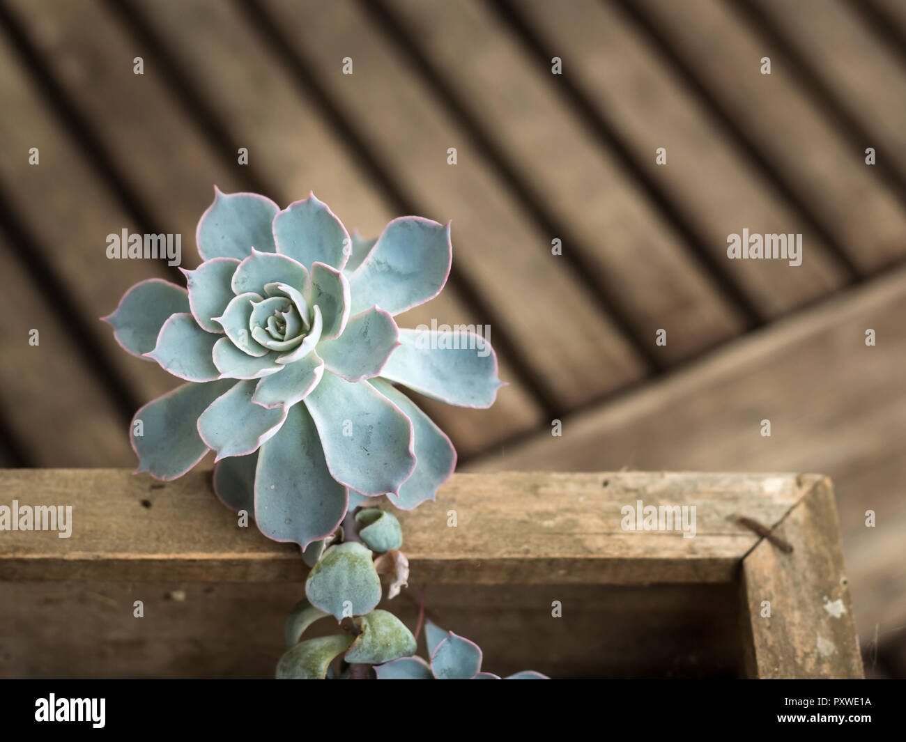 Il verde di piante succulente su una superficie in legno Foto Stock
